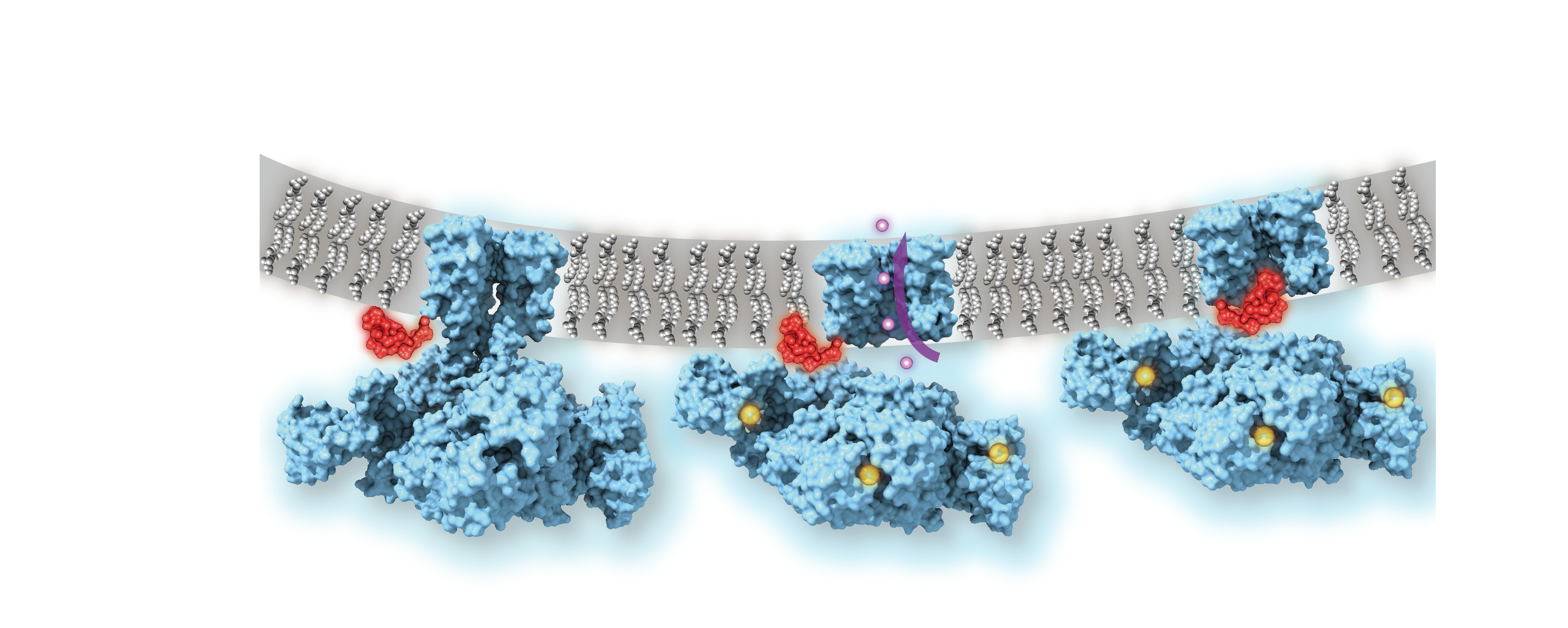 Calcium-gated potassium channel MthK in closed, open and inactivated states, from left to right. Channel structure (blue), with one subunit removed for clarity; calcium ions (yellow); potassium ions (purple); membrane (grey); N-terminal inactivation peptide (red).  The location of the peptide in the inactivated channel was identified in the structural analysis, whereas the location shown in closed and open channels is hypothetical. Image courtesy of Dr. Crina Nimigean.