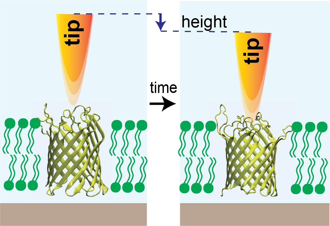 Membrane protein activity