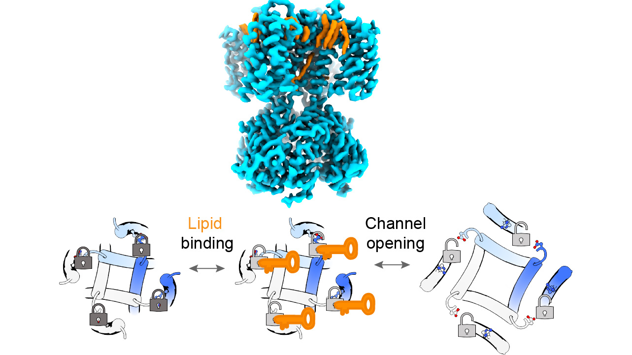 Lipids bind to pacemaker ion channels